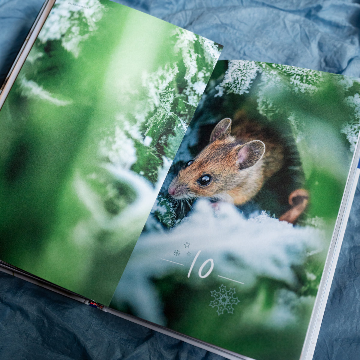 Advent Calendar - Winter Moments in Nature - Signed Copy